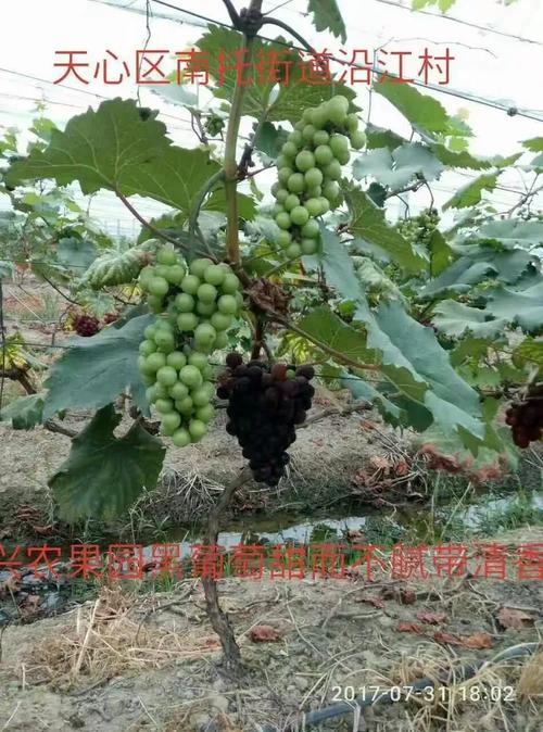 微生物肥比有机肥贵在哪里？价位差异与作用区别全解析